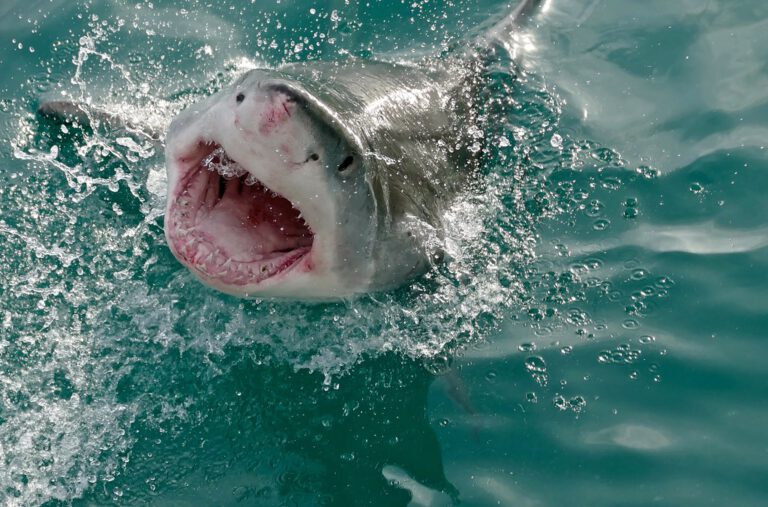 The Largest Great White Shark Ever Spotted in U.S. Waters