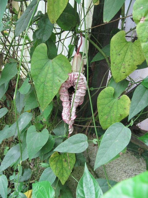 9 "Natural" Remedies That Can Be Surprisingly Dangerous